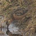 Long-billed Dowitcher in the water.